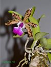 Cattleya aclandiae (Schwerter )